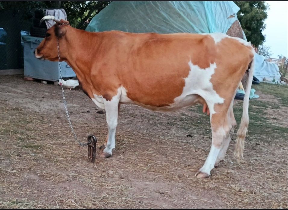 Vand  Vaca  Gestanta