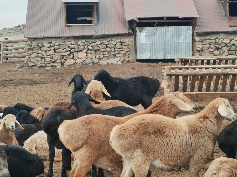 10-11 айлык токты кошкарлар