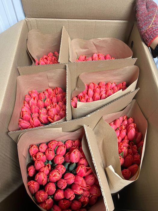 Тюльпаны Алматы низкие цены