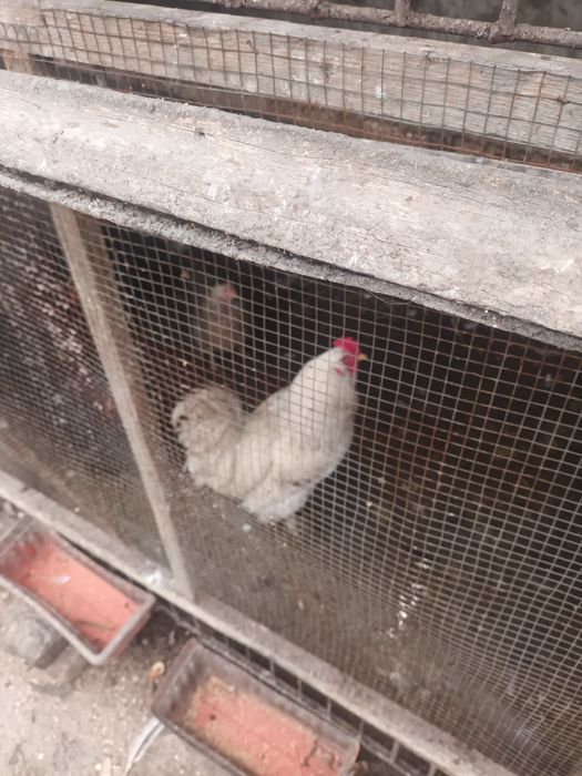 Уй товуклар сотилади