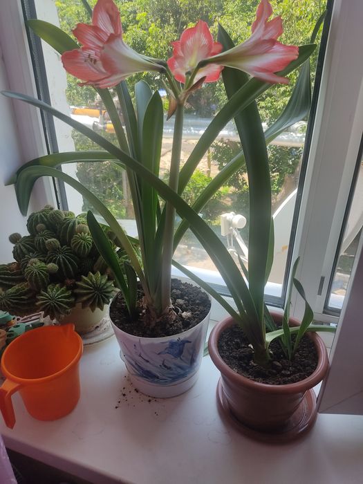 Продам цветочек.