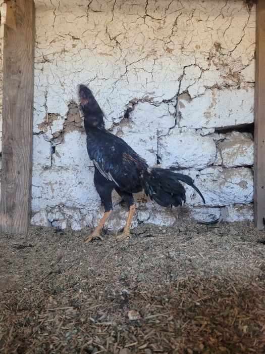 Brama xoroz va dakan xoroz