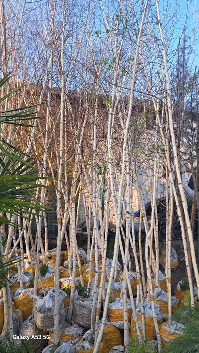 Beryoza sotiladi kelishilgan narhda