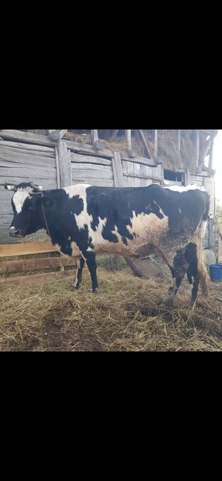 Vând vaca cu vitea fatatata de 2 luni