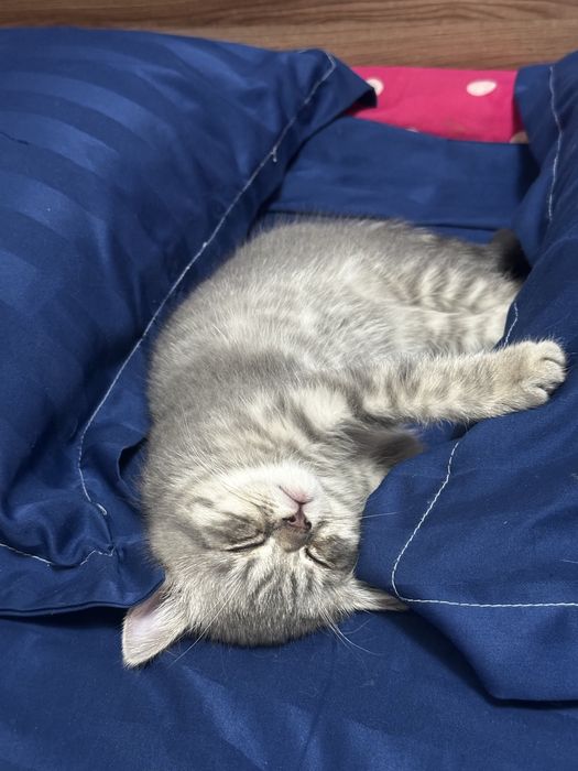 Продам шотландских котят