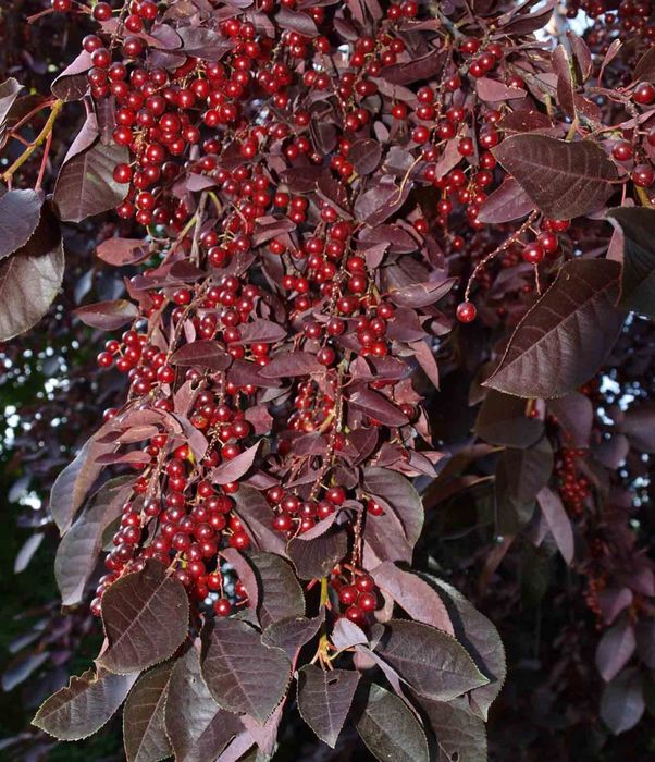 Черемуха краснолистная саженцы. Ландшафтный дизайн