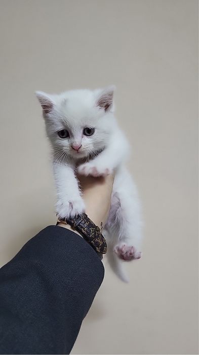 Mushuk Parodasi turetskiy angora