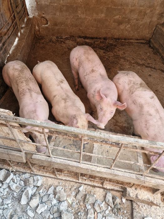 Продавам прасера 60,70 кг