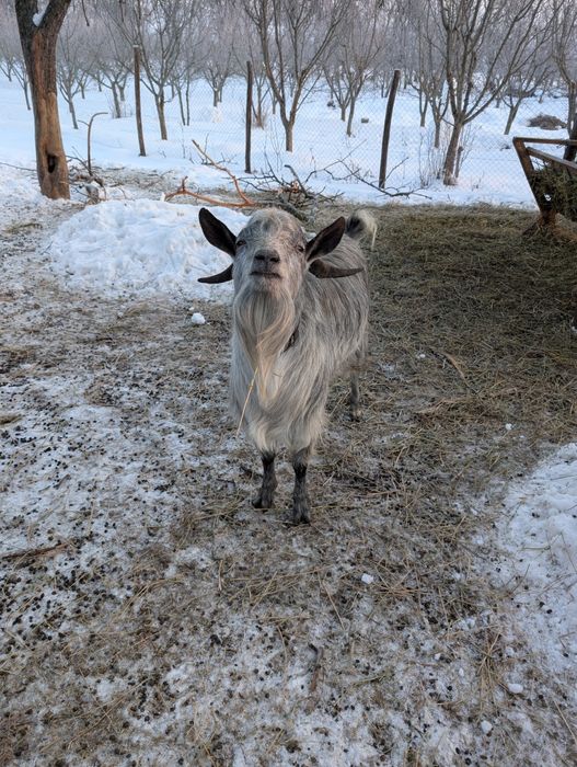 doi țapi de vânzare