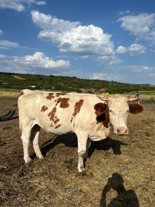 Jurincă de 2 ani jumate de vânzare