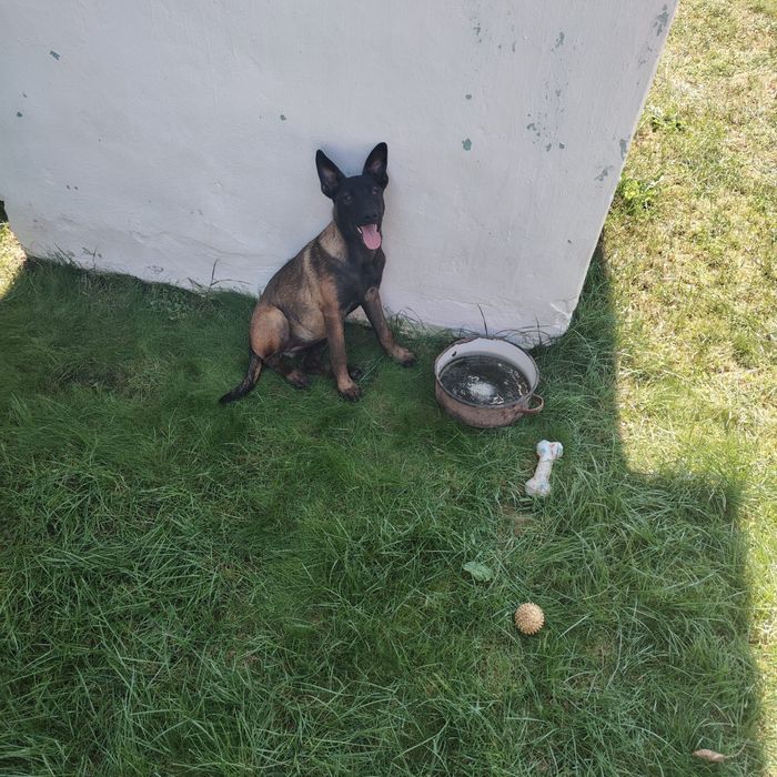 Ciobanesc belgian malinois