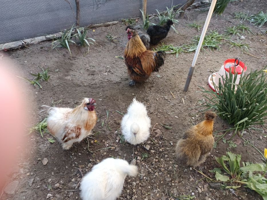 Oua incubat mătase japoneza și cochincina galben pitic