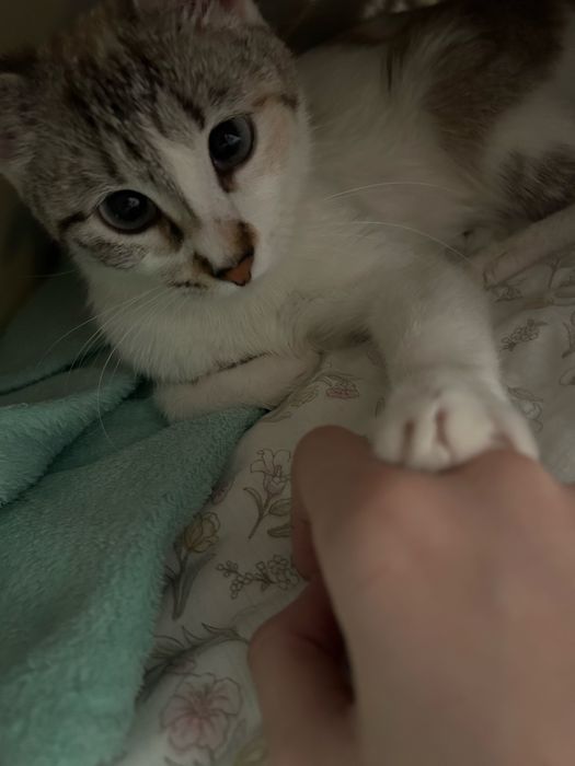 Пропала кошка, нашедшему будет вознаграждение