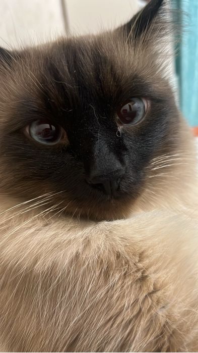 Отдам кота в добрые руки