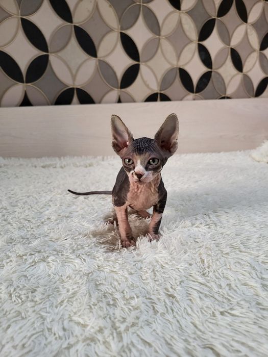 Донские Сфинксы.