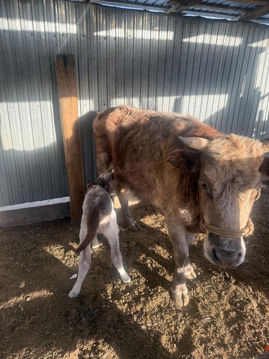 Бузаулы сиыр 3 туган