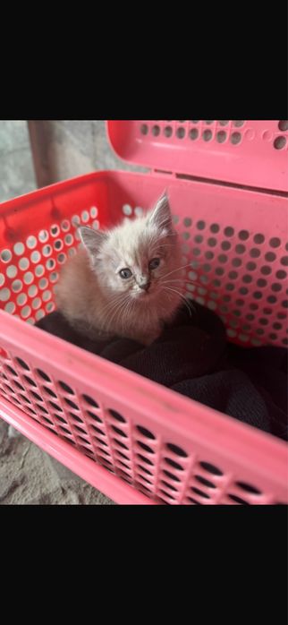 Котенок бесплатно нашли