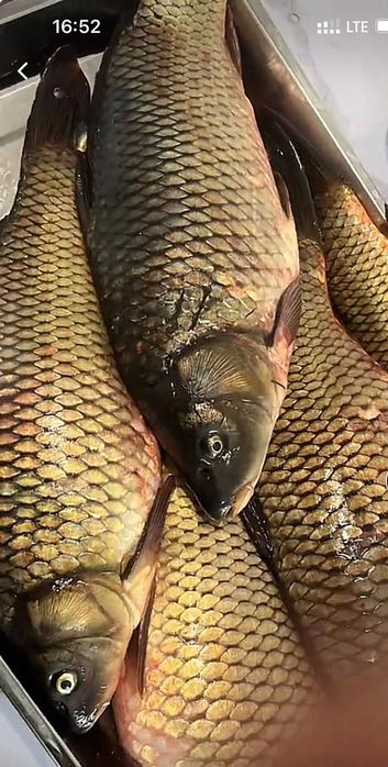 Рыба,  Сазан с доставкой