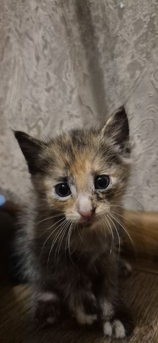 Срочно!!!  Отдам котят в добрые руки