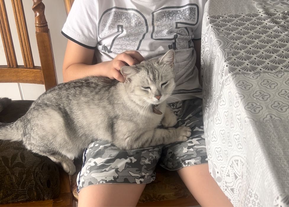 Котенок бесплатно