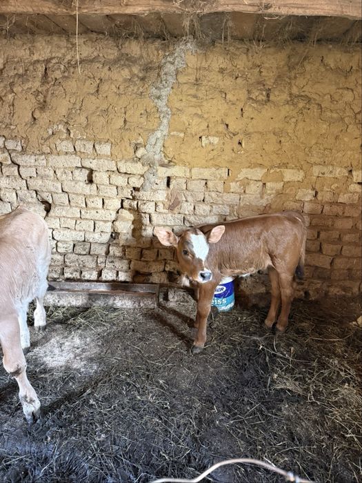 Vand o vitea si un tauras de 3 saptamâni