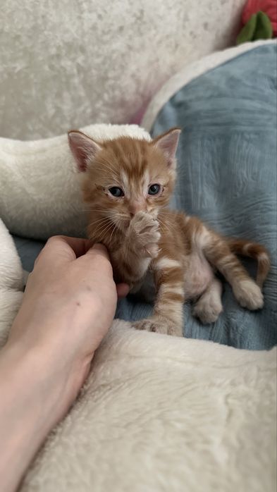 Маленький котенок ищет дом