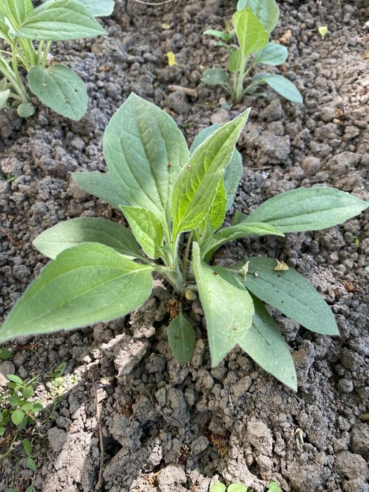 Рудбекия (Rudbeckia)