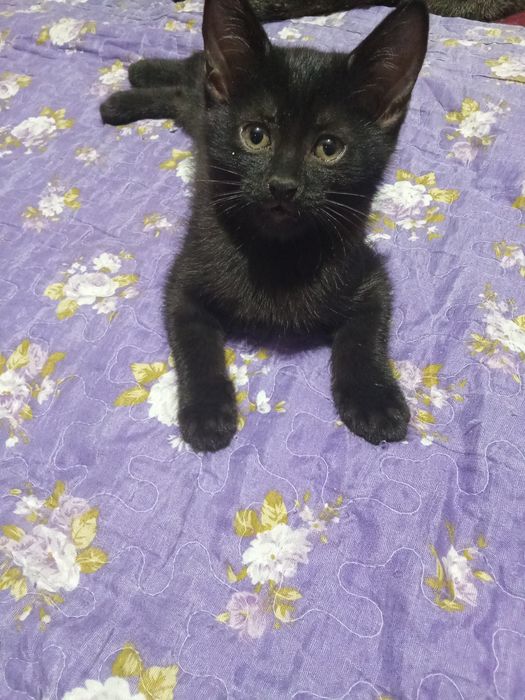 Котёнок добрым людям даром