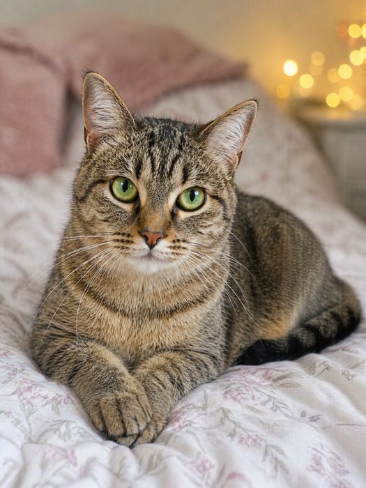 Отдаю кошку в хорошие руки