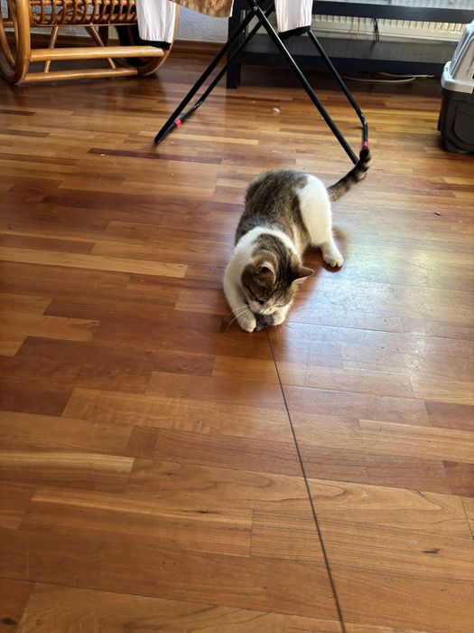 Donez pisoi pentru curte