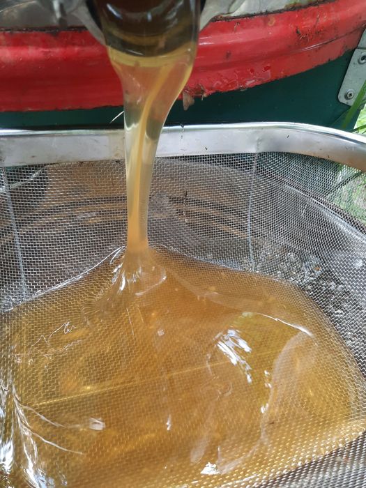 Miere de albine 2023-2024