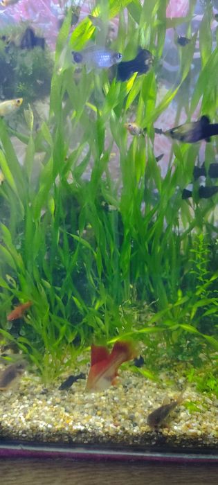 Валиснерия гиганская.