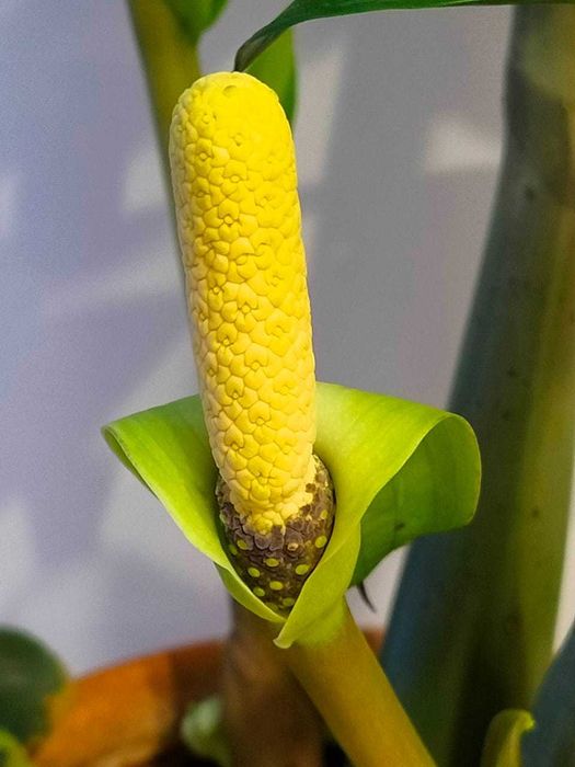 Цветок Замиокулькас