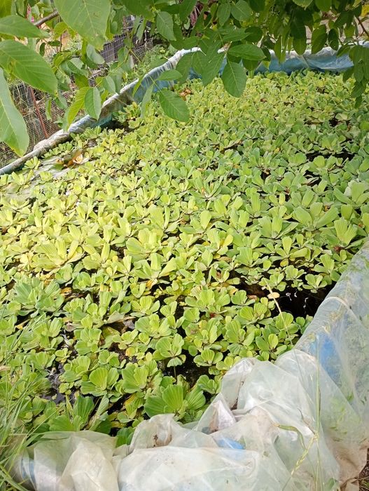 Ofertă. 20 buc . Zambile amazoniene , salata de Nil -pistia  .