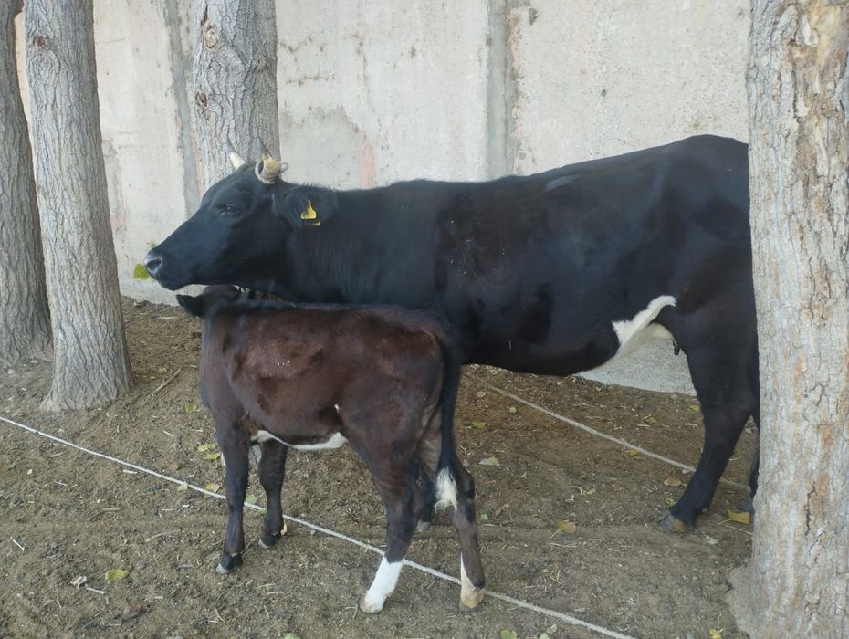 Сиыр бузауымен сатылады