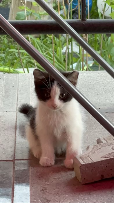 Отдам котят в добрые руки!!!