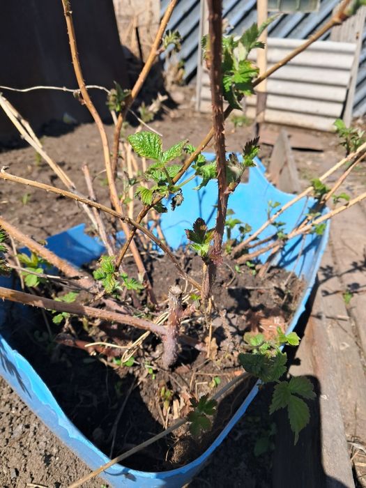 Продаю малину двух видов.