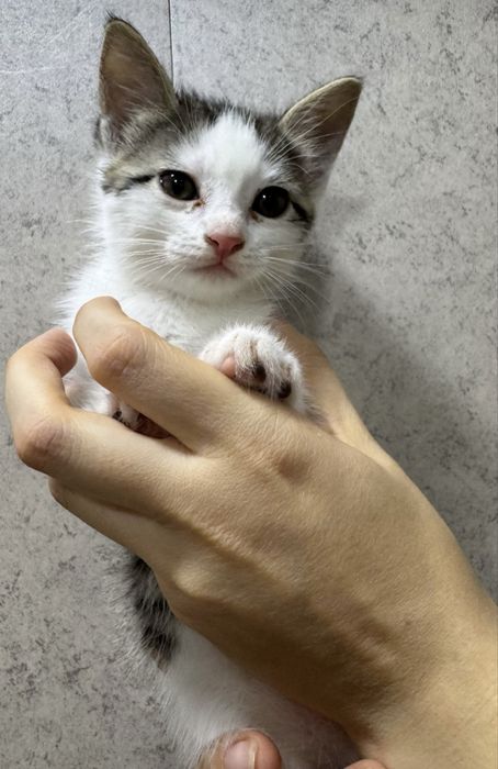 Котята домашние милые