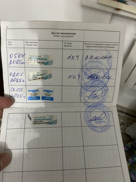 Немецкий овчарка