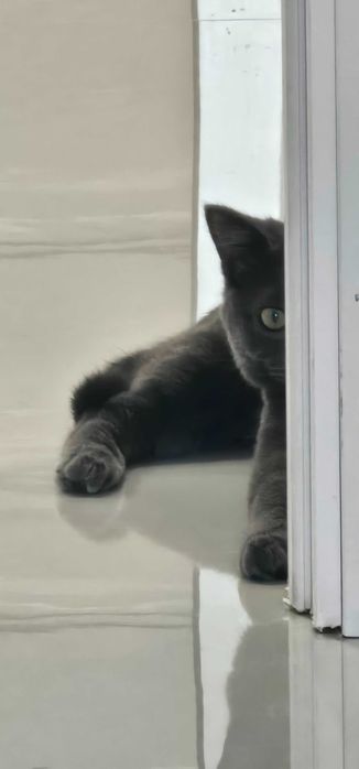 Котёнок в хорошую семью