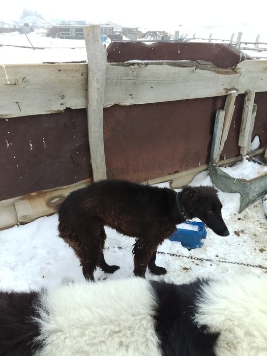 Тазы обмен айфон бар 11 12 13