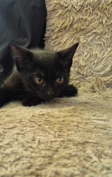 Котенок 2 мес ищет дом