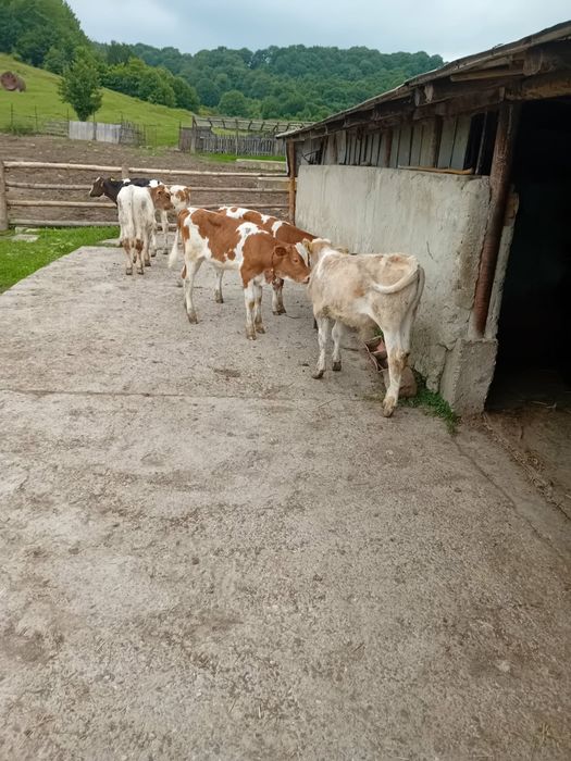 Tăurași și vițele