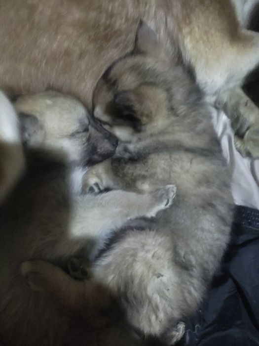 Продам щенят хаски.девочки