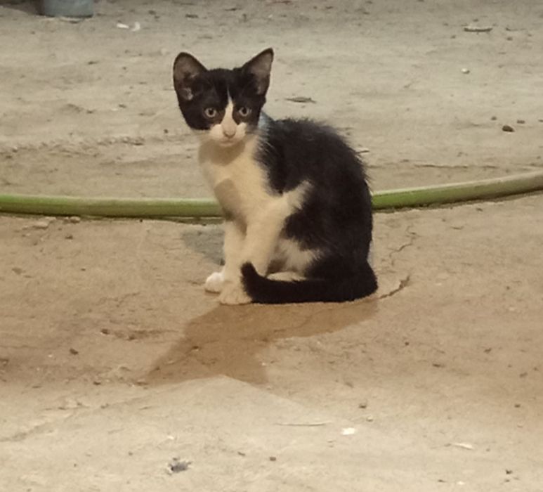 Ищут мам и пап котята
