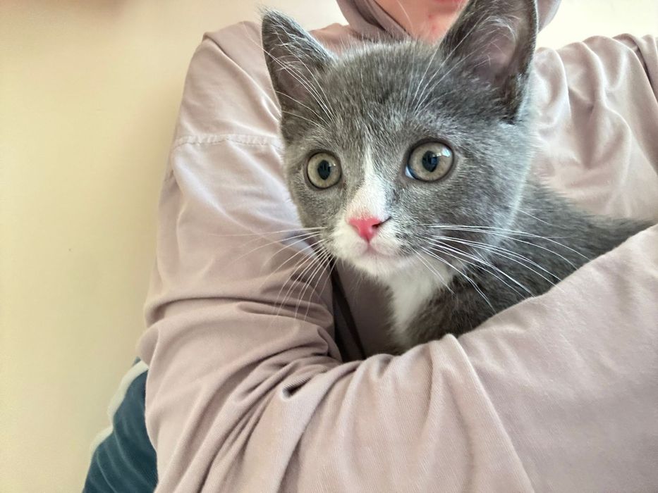 Кошка умный, ласковый