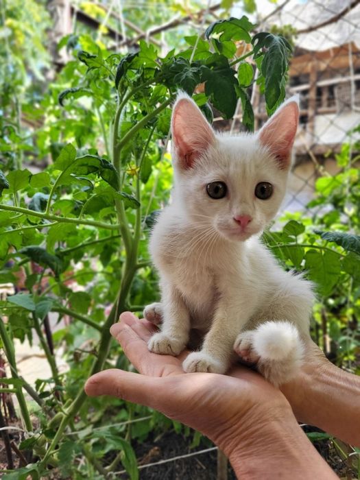 Отдам котят в добрые руки