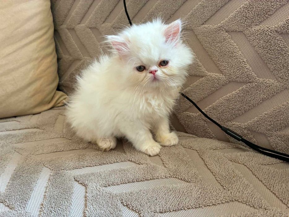 Персийски котенца