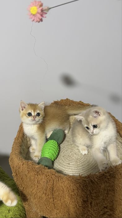 На продаже шикарный котята