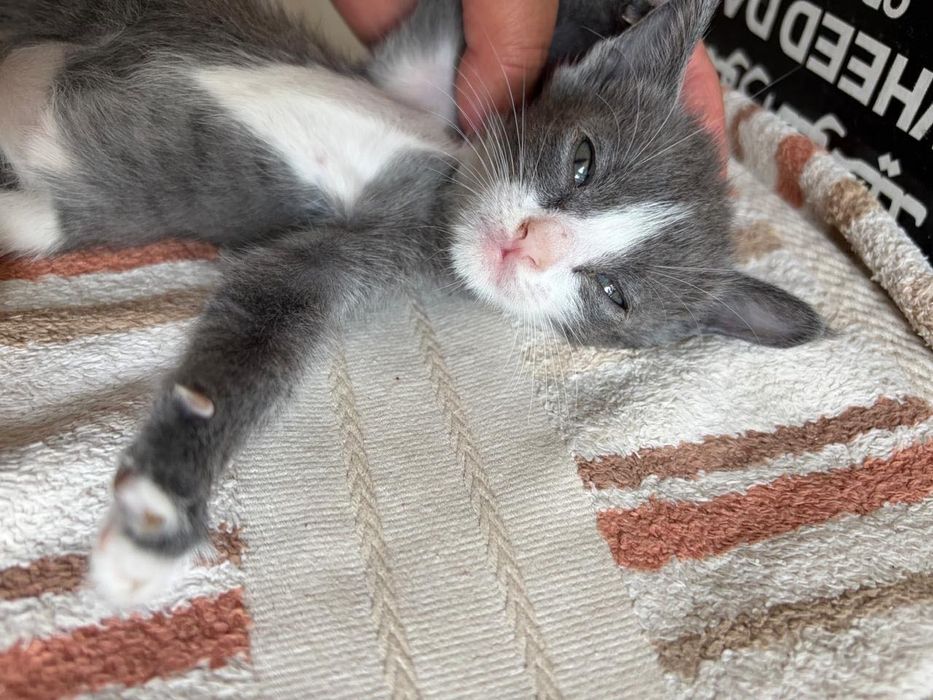 Милые котята в добрые руки!!!